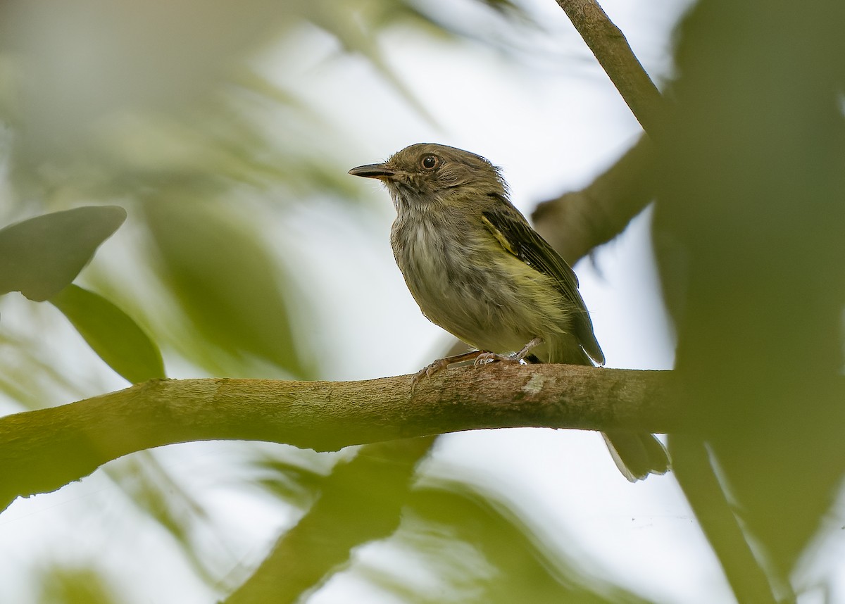 Helmeted Pygmy-Tyrant - ML581566681