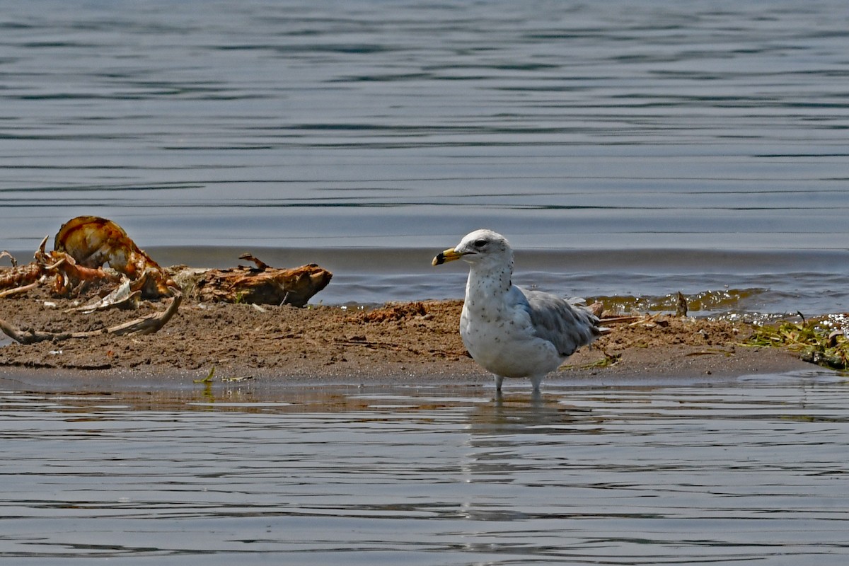 Ring-billed Gull - ML581567611