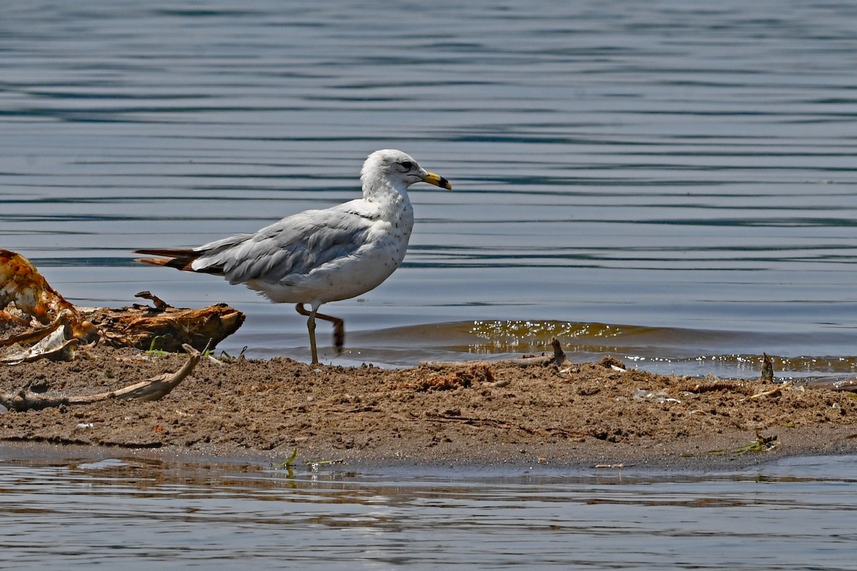 Ring-billed Gull - ML581567621