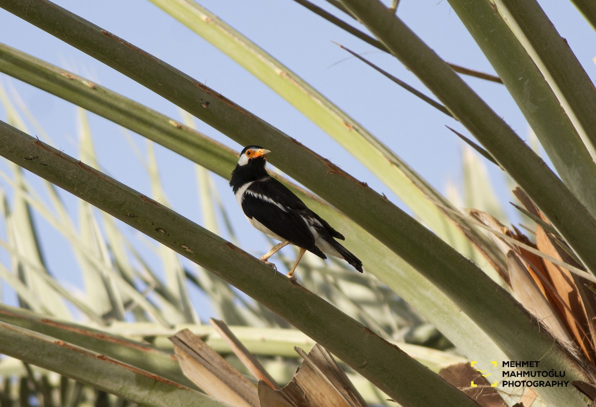 Indian Pied Starling - ML581567661