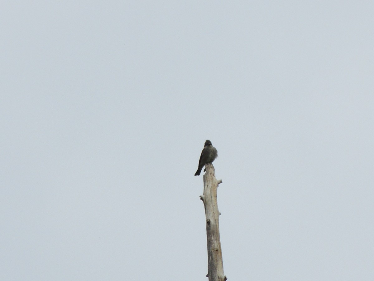 Western Wood-Pewee - ML581568381