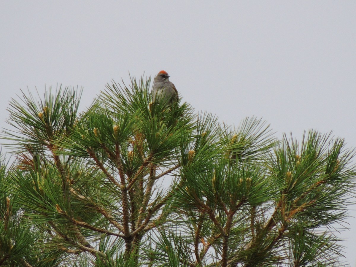 Green-tailed Towhee - ML581568501