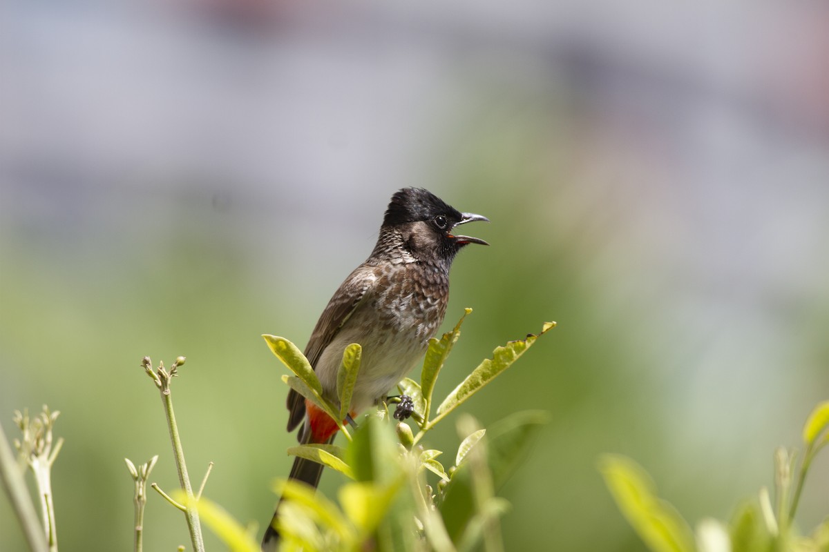 Bulbul à ventre rouge - ML581568661