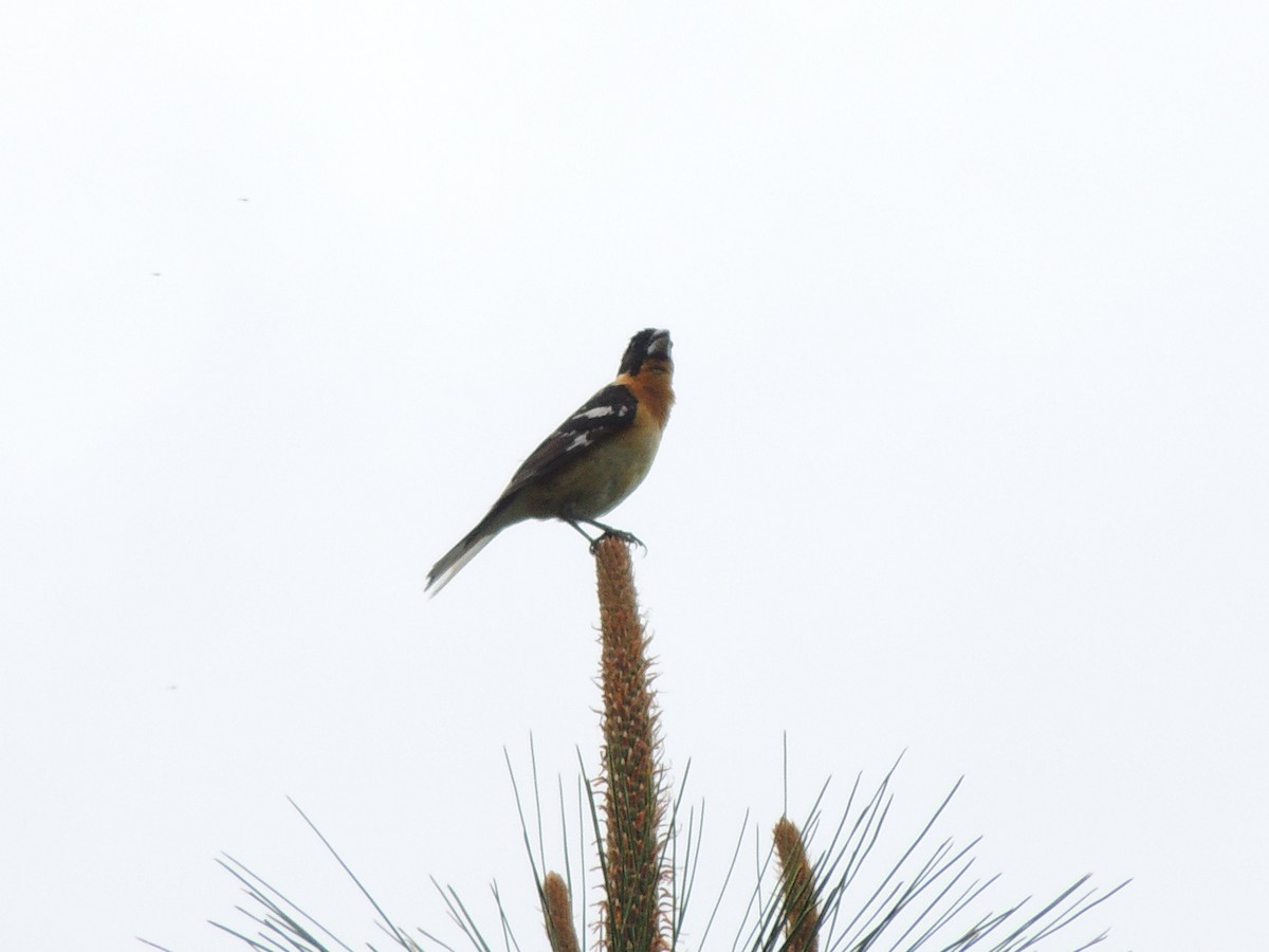 Cardinal à tête noire - ML581568821