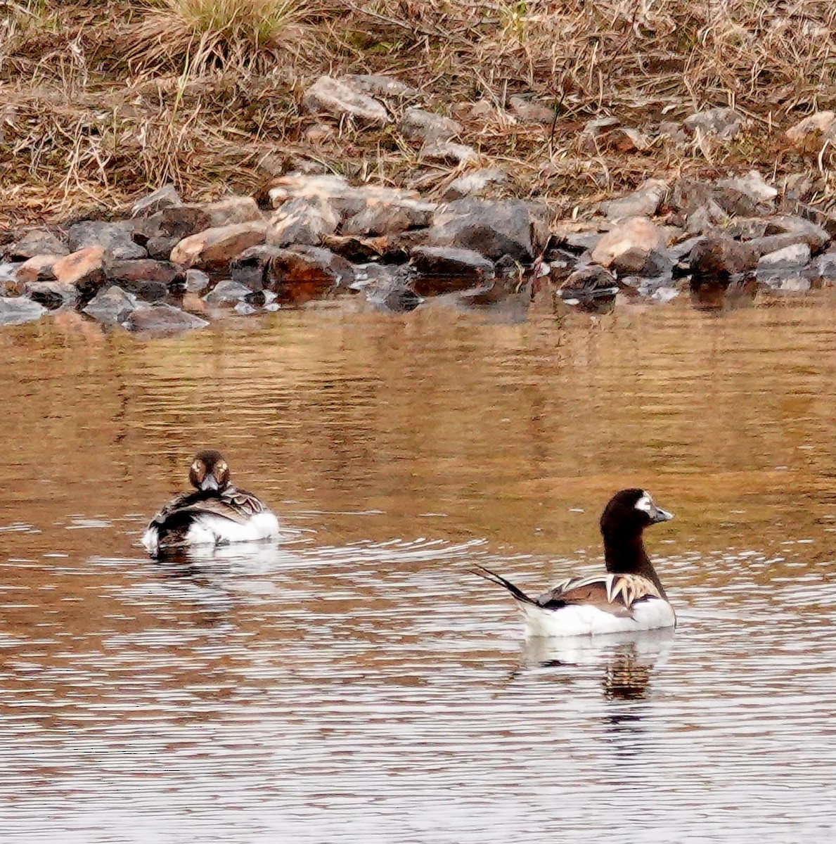 Long-tailed Duck - ML581569421