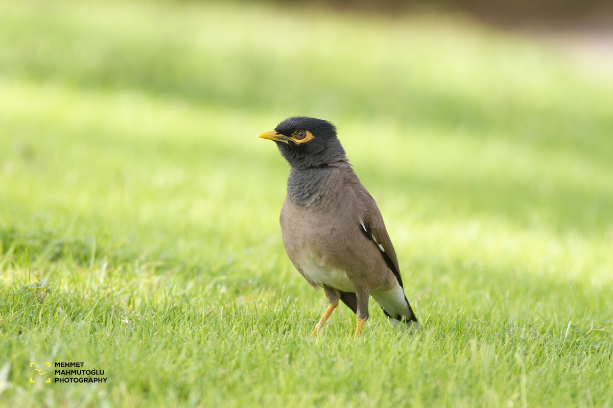 Common Myna - ML581569781