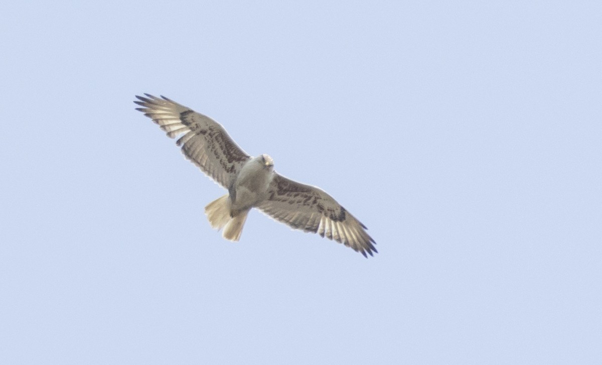 Ferruginous Hawk - ML581570251