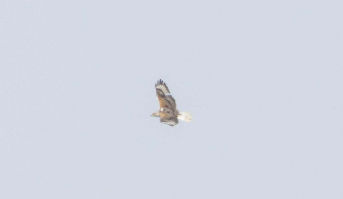 Ferruginous Hawk - ML581570261