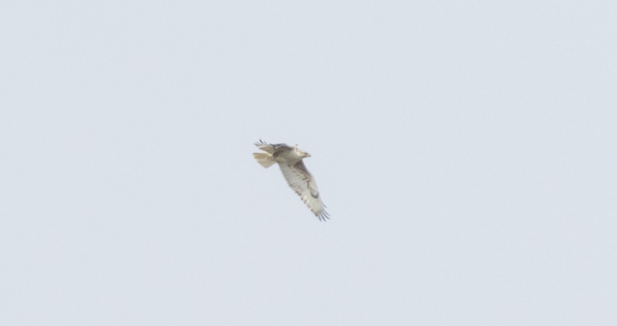 Ferruginous Hawk - ML581570271