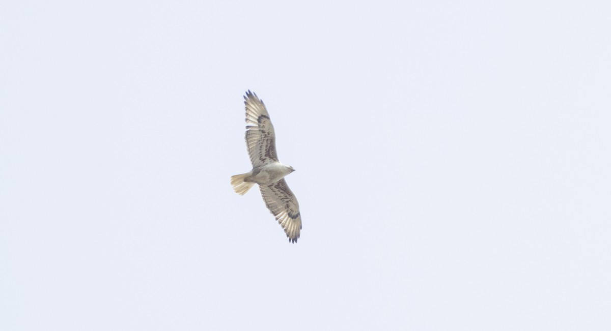 Ferruginous Hawk - ML581570281