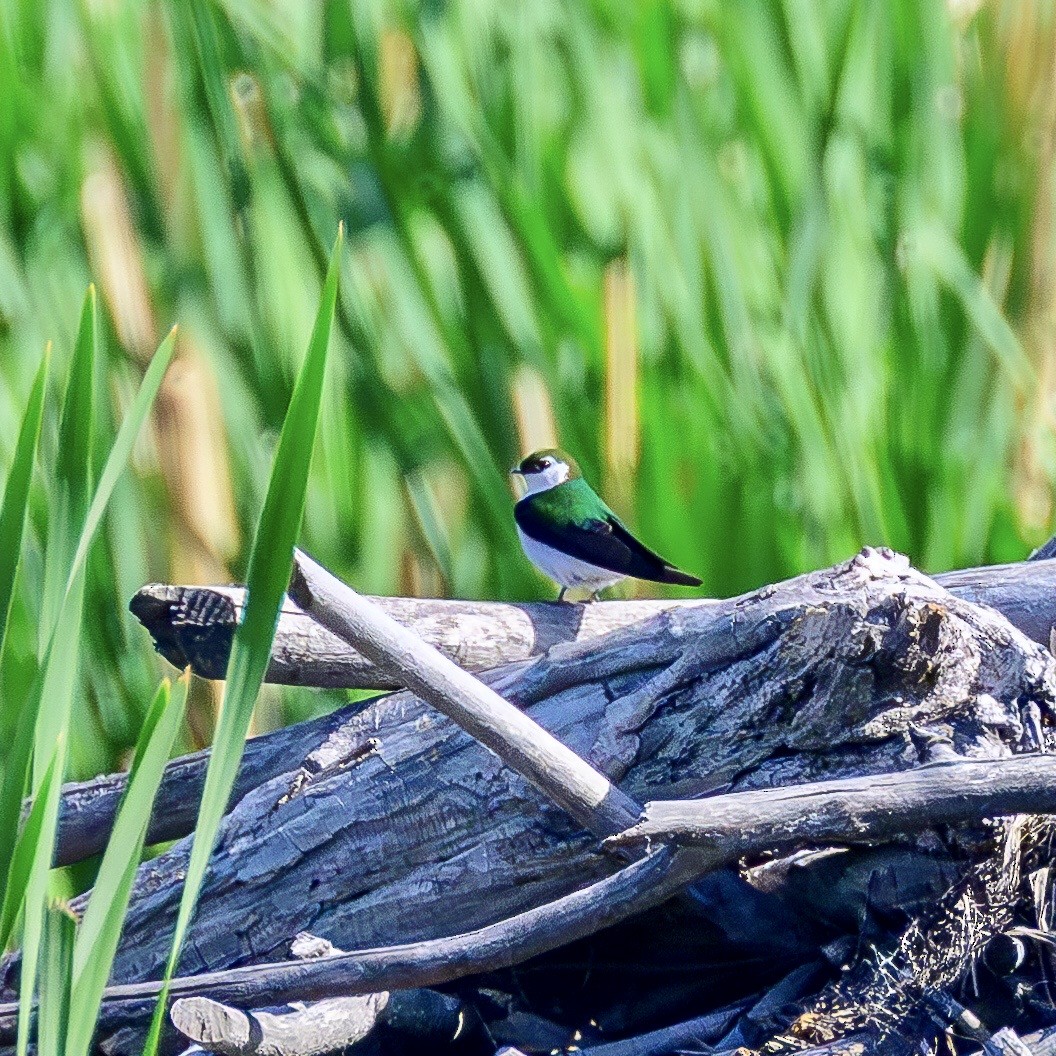 Violet-green Swallow - ML581571741