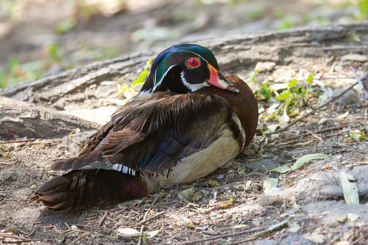 Wood Duck - ML581572011