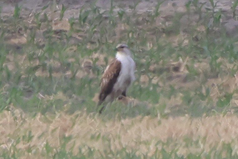 Ferruginous Hawk - ML581572281
