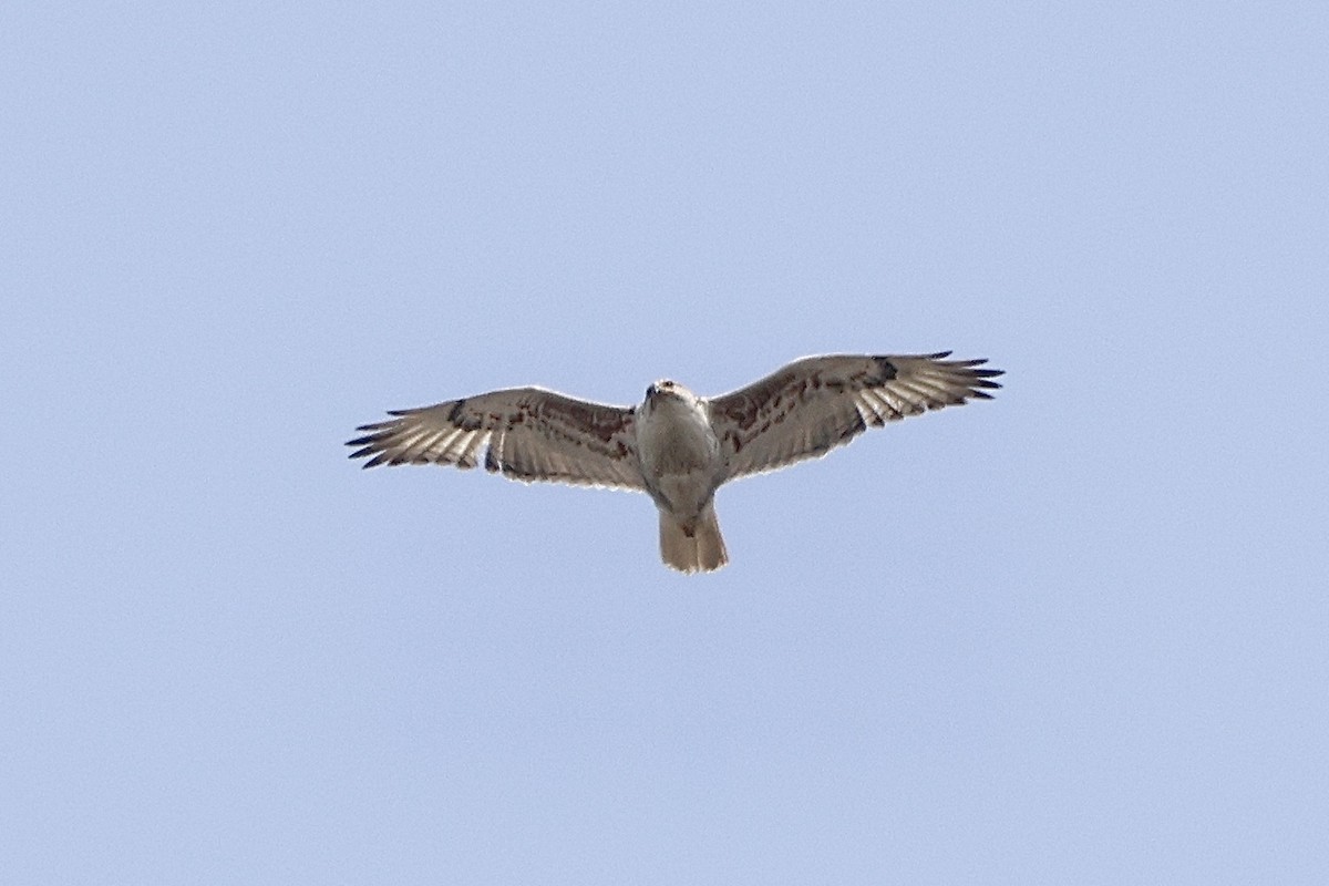 Ferruginous Hawk - ML581572301