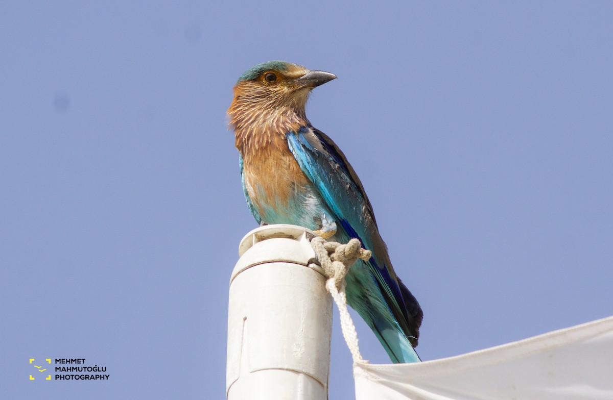 Indian Roller - ML581573691