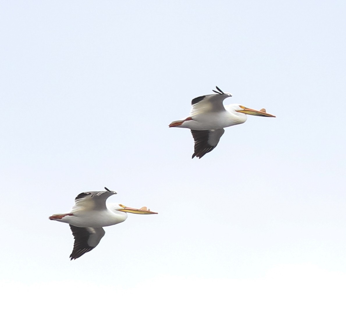 American White Pelican - ML581573701