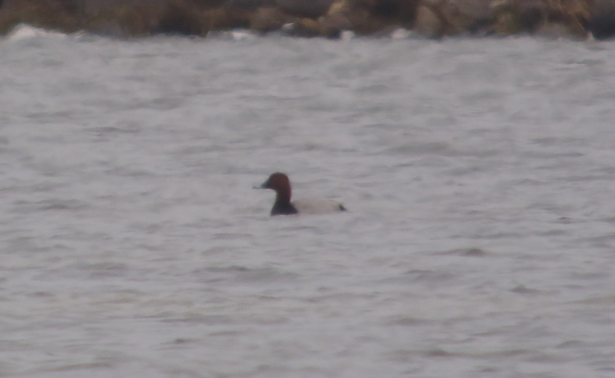 Common Pochard - ML58157441