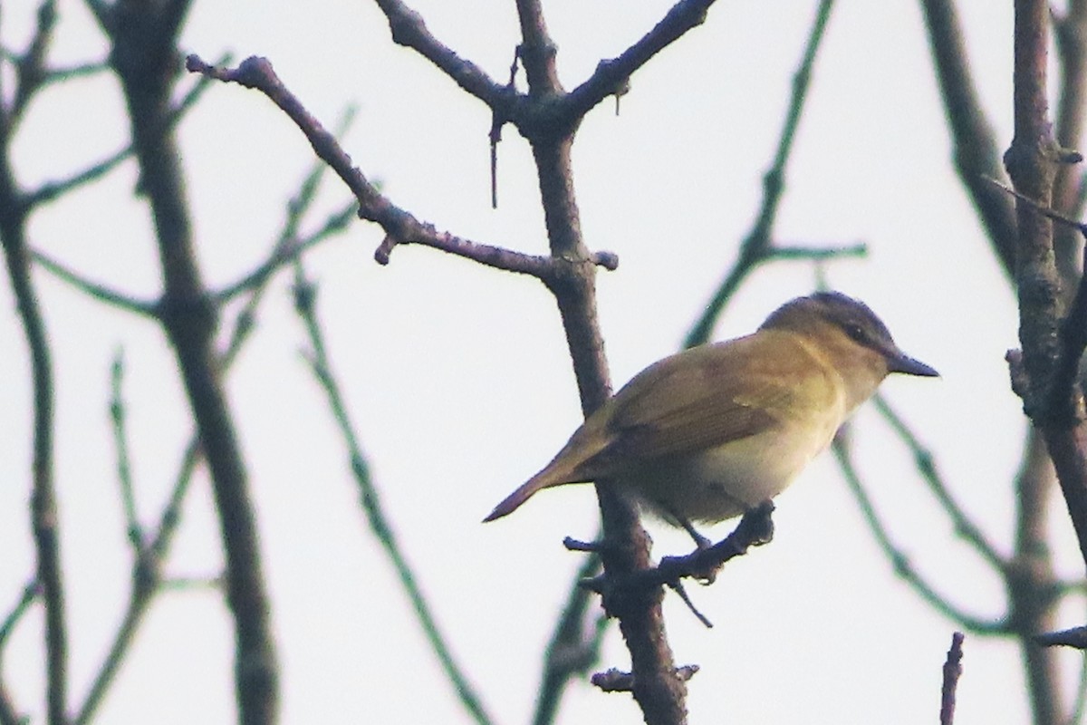 Red-eyed Vireo - ML581574821