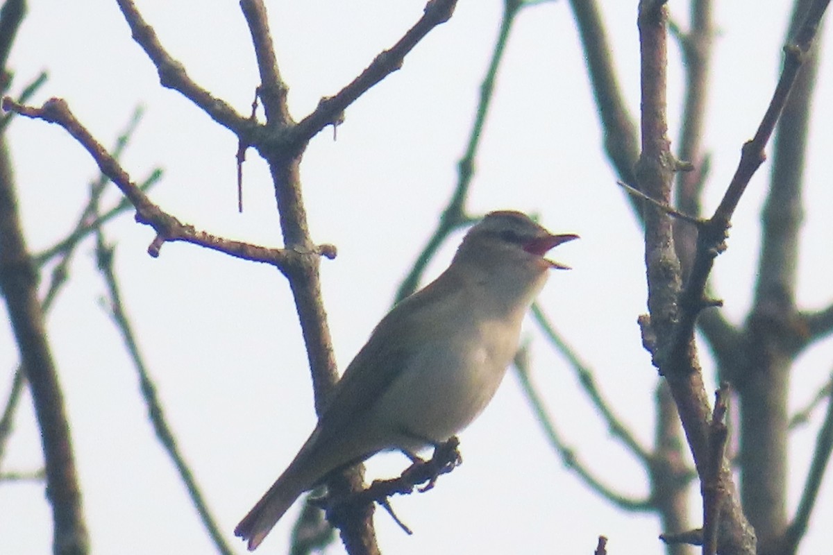 Red-eyed Vireo - ML581574831