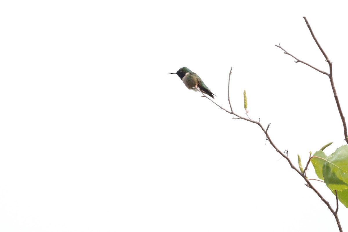 Ruby-throated Hummingbird - Marie Provost