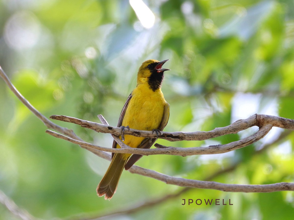 Orchard Oriole - ML581575721