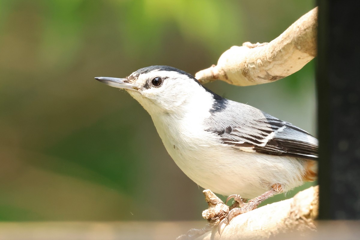 White-breasted Nuthatch - ML581575741