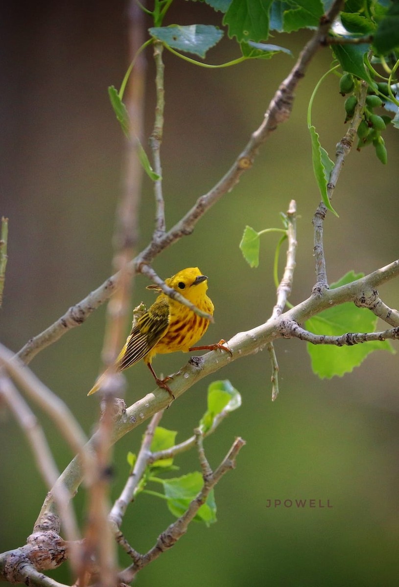 Yellow Warbler - ML581576121