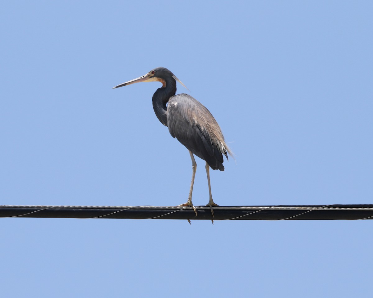 Tricolored Heron - ML581576301