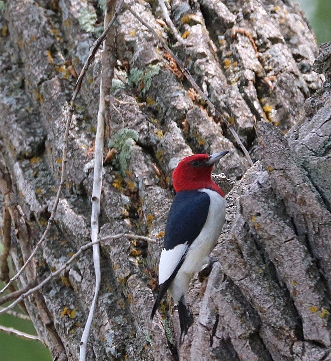 Red-headed Woodpecker - Justin Powell