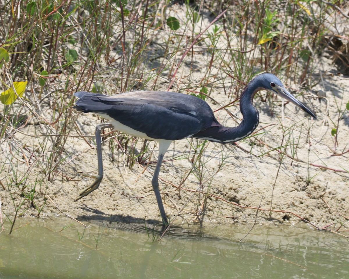 Tricolored Heron - ML581576461