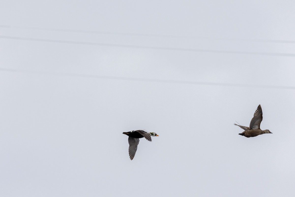 Spectacled Eider - ML581576521