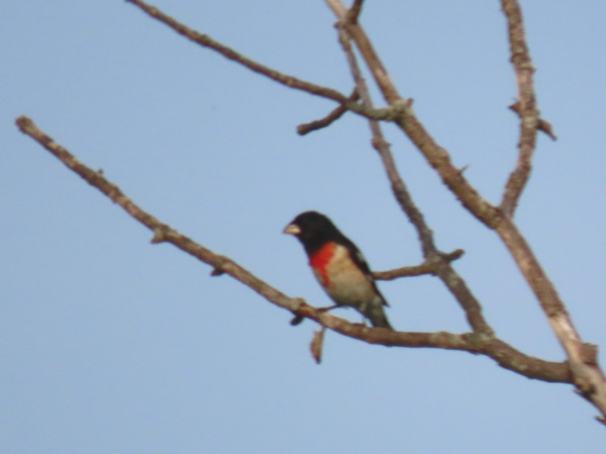 Rose-breasted Grosbeak - ML581576671