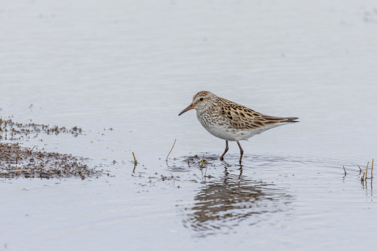 Weißbürzel-Strandläufer - ML581577071