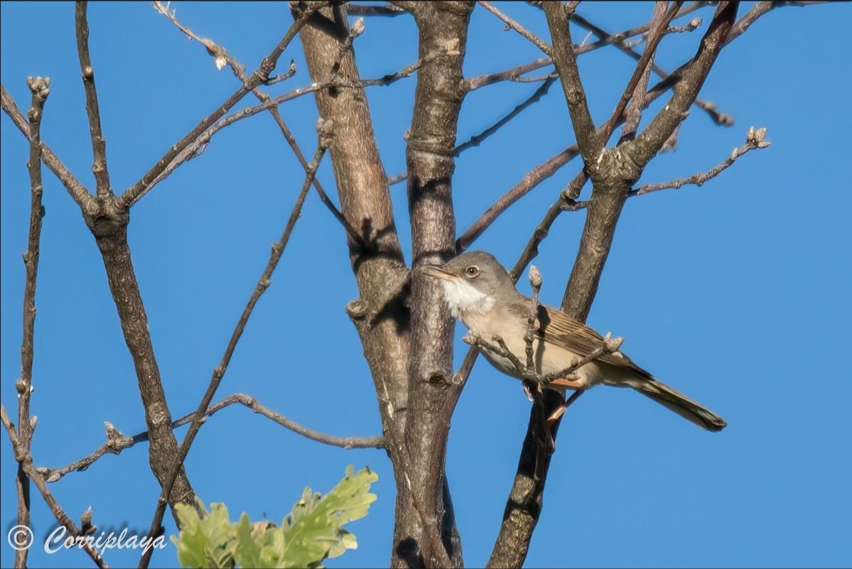 Greater Whitethroat - ML581577521