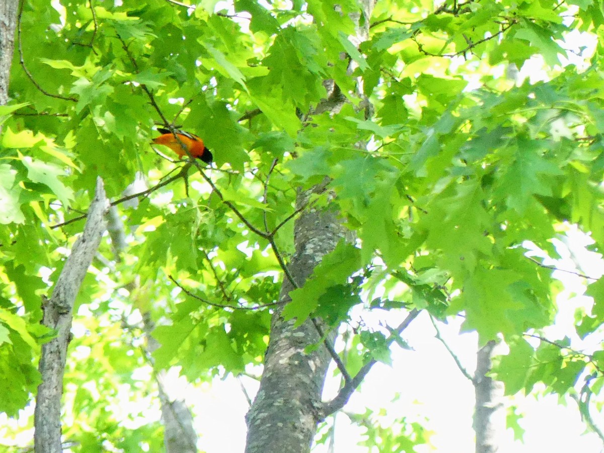 Baltimore Oriole - ML581577621