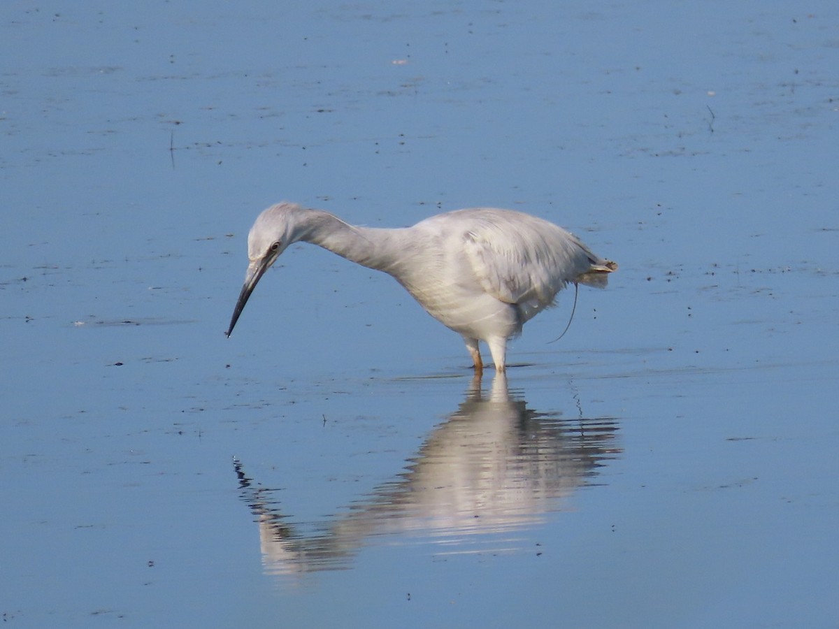 Little Blue Heron - ML581578241