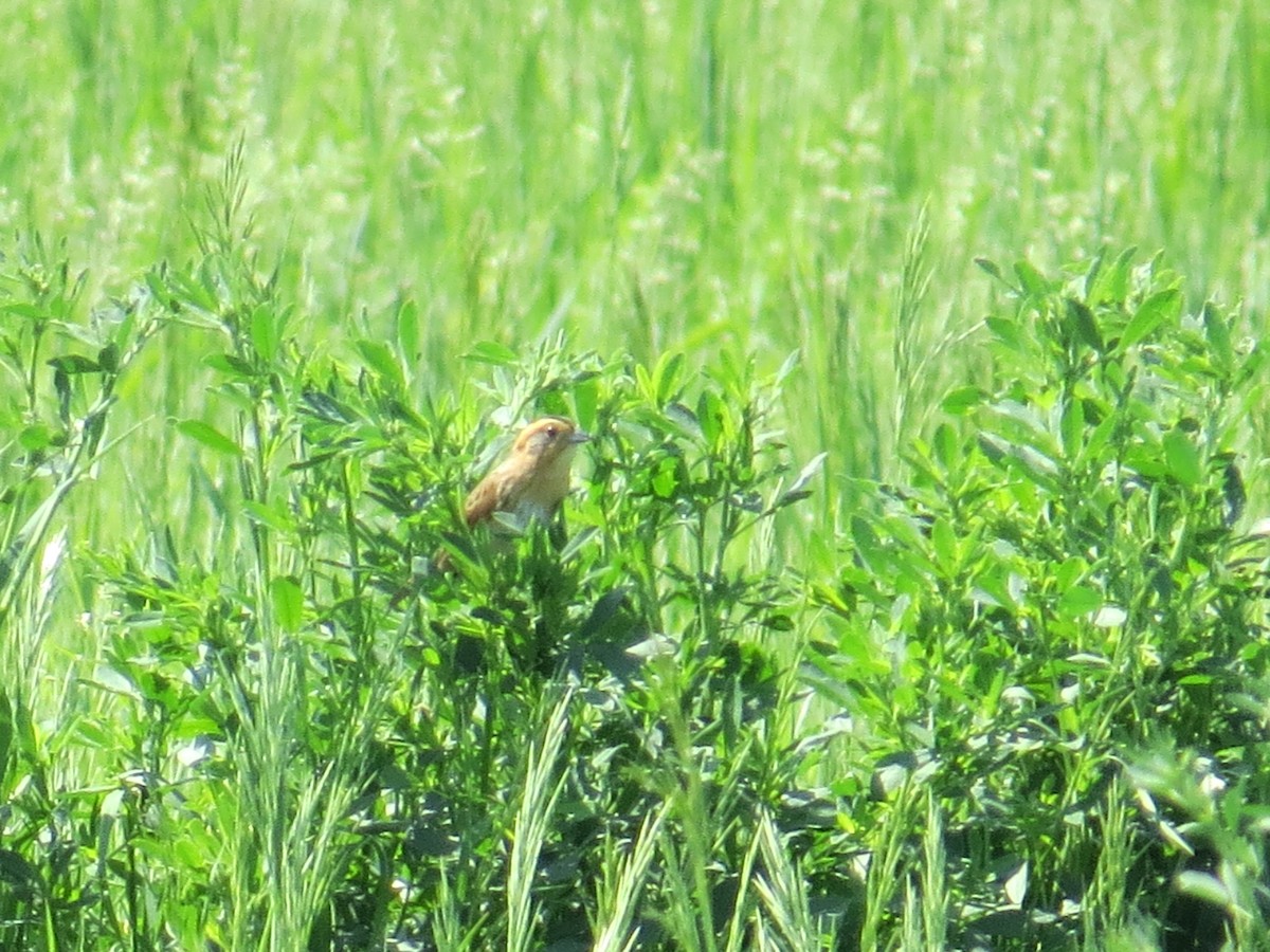 Nelson's Sparrow - ML581578291