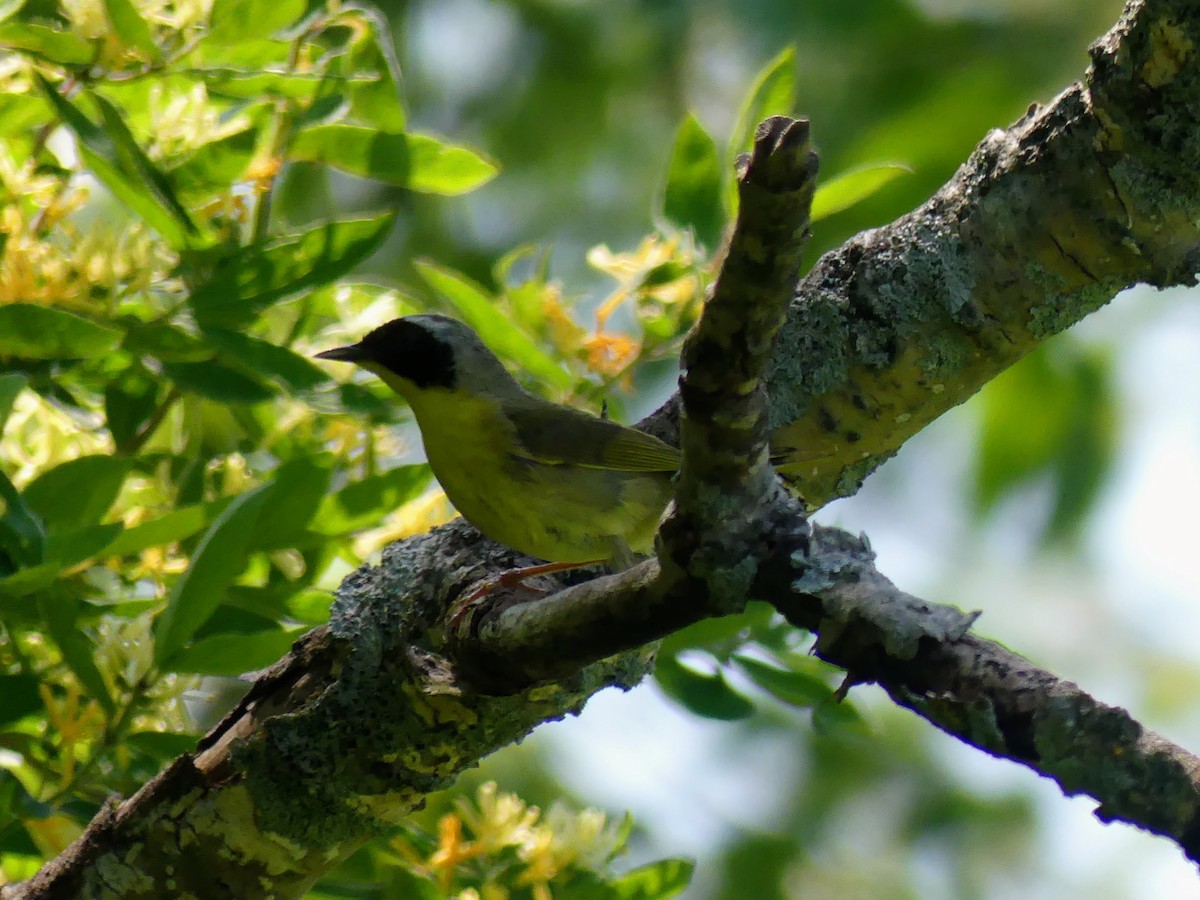 Common Yellowthroat - ML581578391