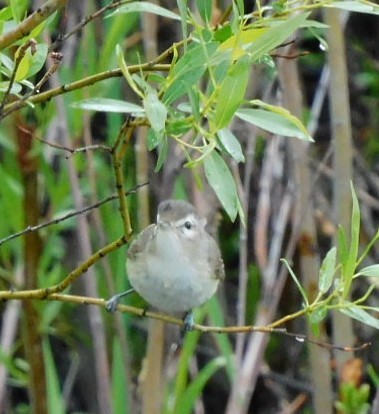 Warbling Vireo - Lisa Winslow