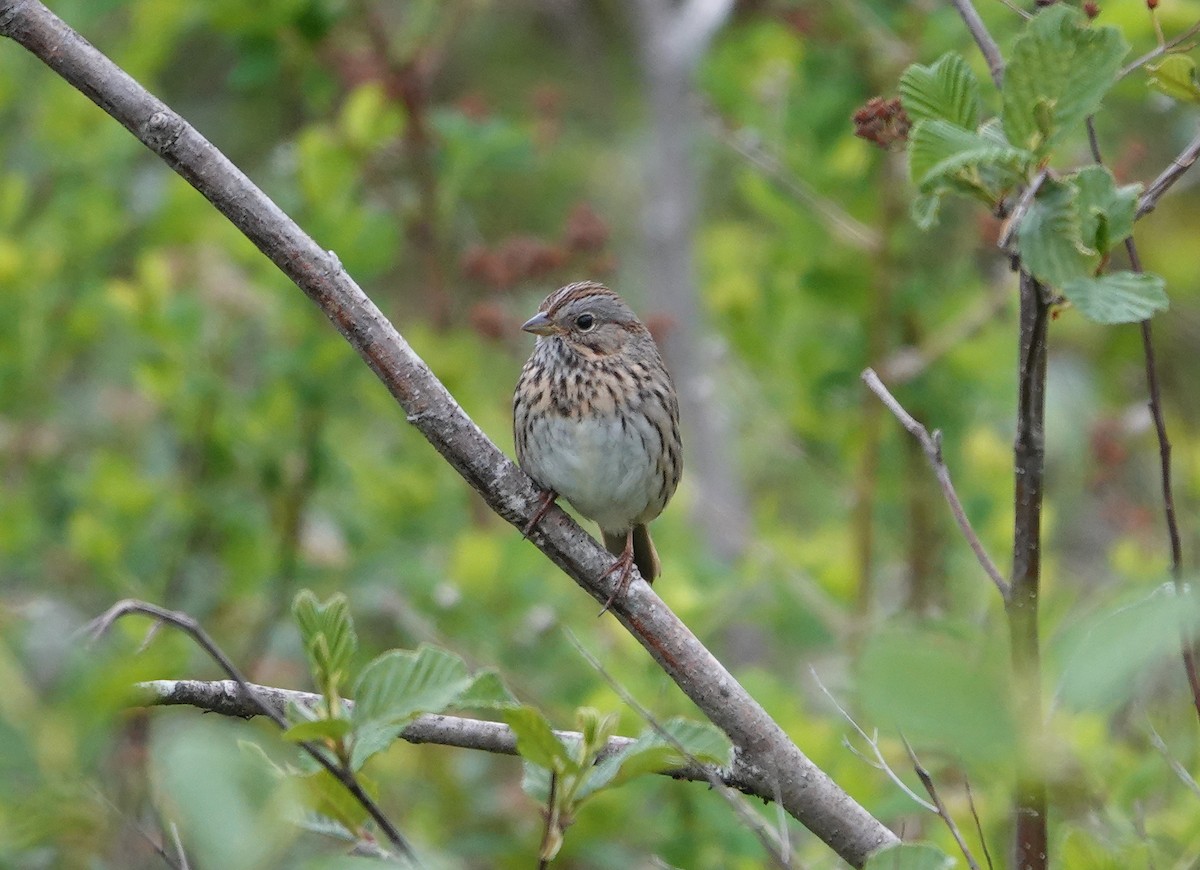 Lincoln's Sparrow - Paul  McPartland