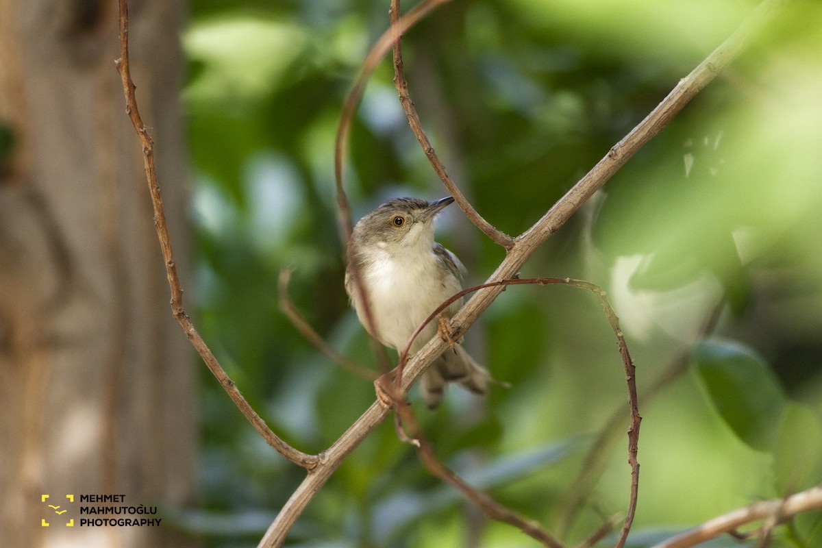 Delicate Prinia - ML581579051