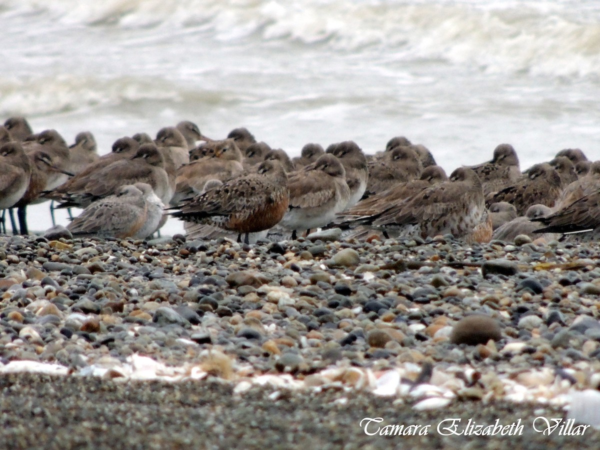 Hudsonian Godwit - ML58157951