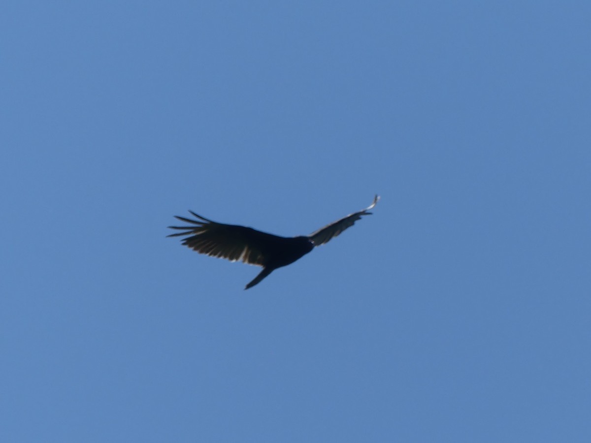 Turkey Vulture - ML581579791