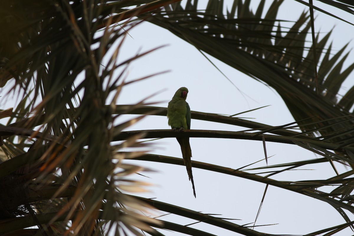 Rose-ringed Parakeet - ML581579801