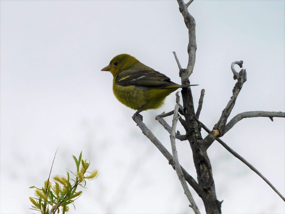 Western Tanager - Lisa Winslow