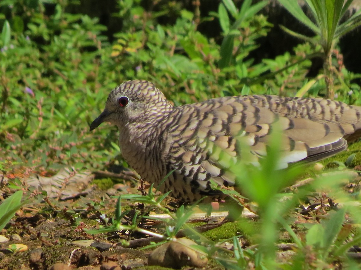 Scaled Dove - ML58158071