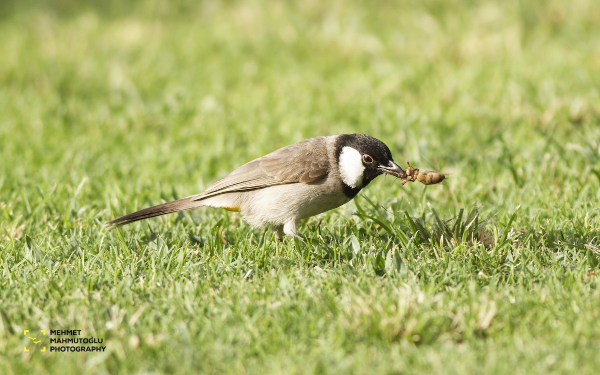 White-eared Bulbul - ML581580901