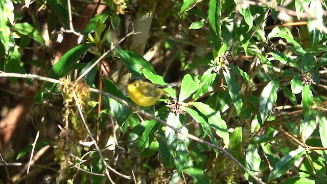 Whistler's Warbler - ML581580931
