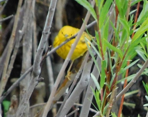 Yellow Warbler - Lisa Winslow