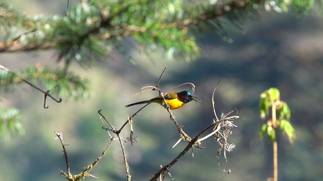 Grünschwanz-Nektarvogel - ML581581501